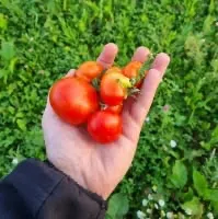 nos tomates