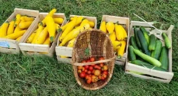 Légumes de nos jardins
